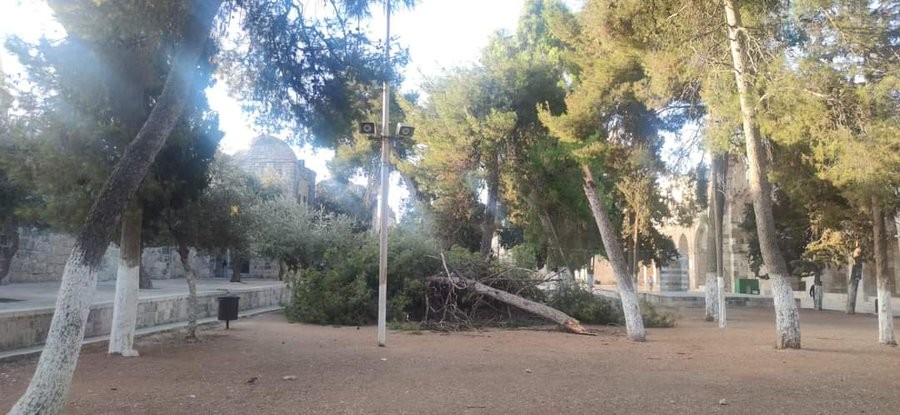 سقوط أشجار حول المسجد الأقصى