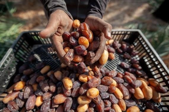 إنتاج وفير في موسم تمور الأغوار وتوقعات بزيادة معدلات التصدير