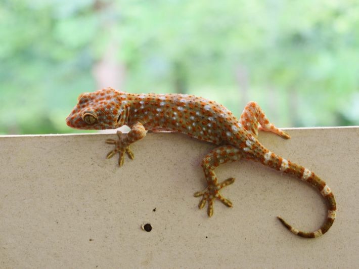 في حادثة غريبة.. برص مصري في سياحة ببريطانيا