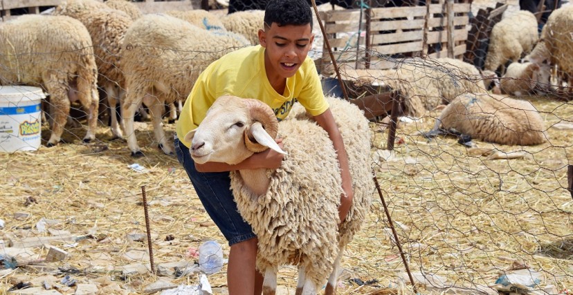 سعر الأضاحي في مصر2023،، عيد الأضحى 2023