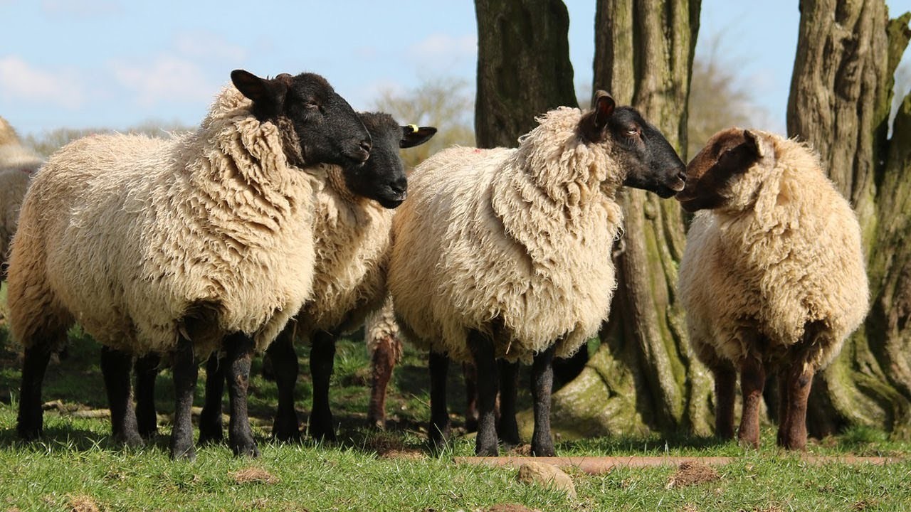 إليك موعد إجازة عيد الأضحى 2023.. إجازة عيد الأضحى 1444 للموظفين الحكوميين.. عيد الأضحى فلكياً