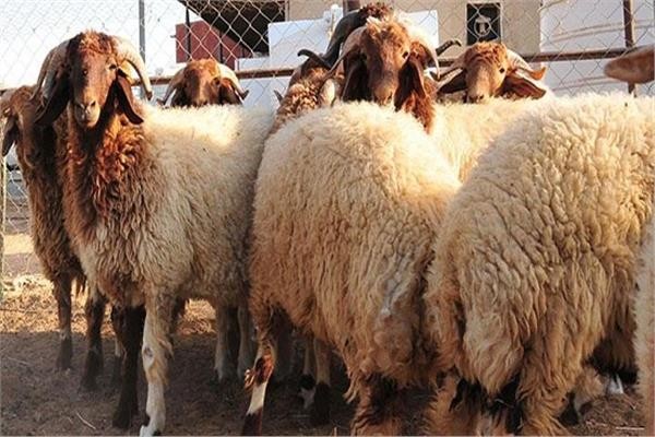 إليك موعد إجازة عيد الأضحى 2023.. العد التنازلي لعيد الأضحى 2023.. عيد الأضحى فلكياً