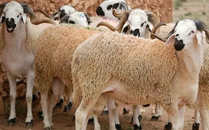 إليك أجمل عبارات تهنئة عيد الأضحى 2023.. أجمل تهاني عيد الأضحى 2023 للأهل والأصدقاء