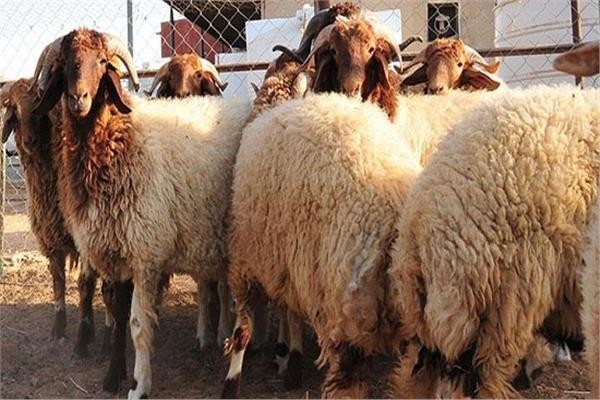 إليك موعد إجازة عيد الأضحى 2023.. العد التنازلي لعيد الأضحى 2023.. عيد الأضحى فلكياً