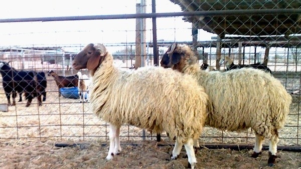 إليك أسعار الأضاحي في غزة بعيد الأضحى 2023.. أسعار لحوم الأضاحي 2023