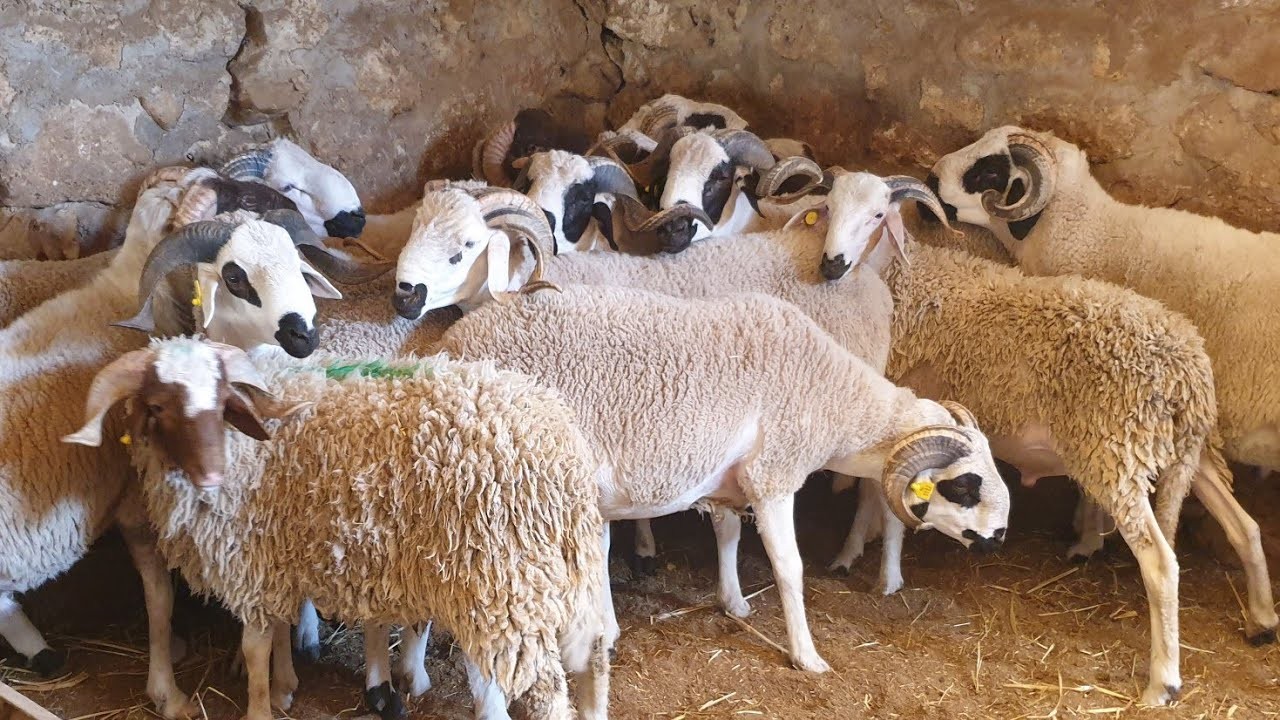 موعد عيد الأضحى 2023.. العد التنازلي لعيد الأضحى 2023.. موعد عيد الأضحى فلكياً