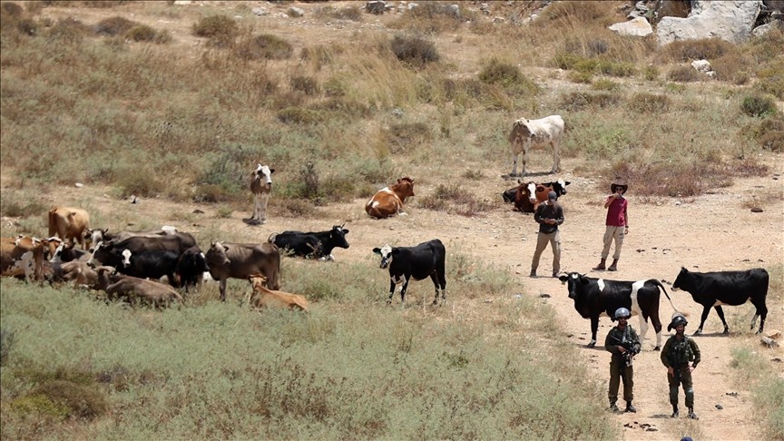 كيف تستخدم حكومة نتنياهو "الاستيطان الرعوي" لسرقة الأراضي الفلسطينية؟