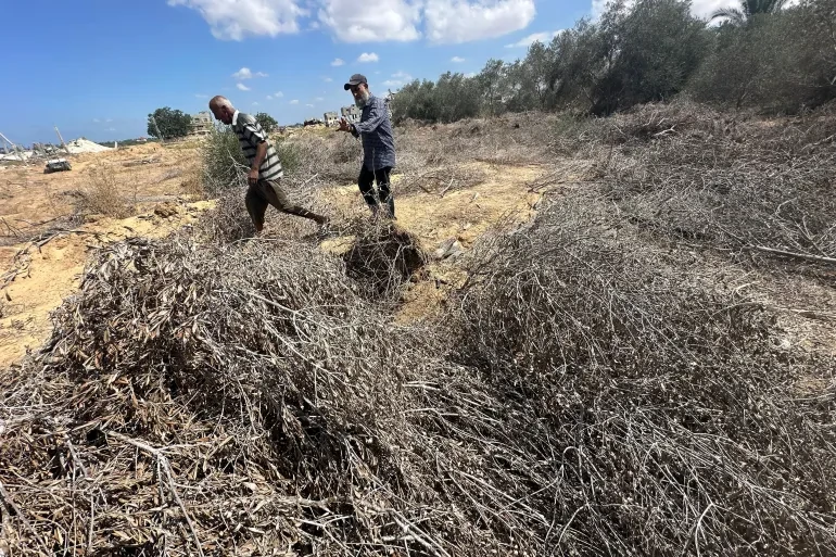 حصاد 2025: العدوان يدمّر سلة غذاء غزة ويطيح بالقطاع الزراعي