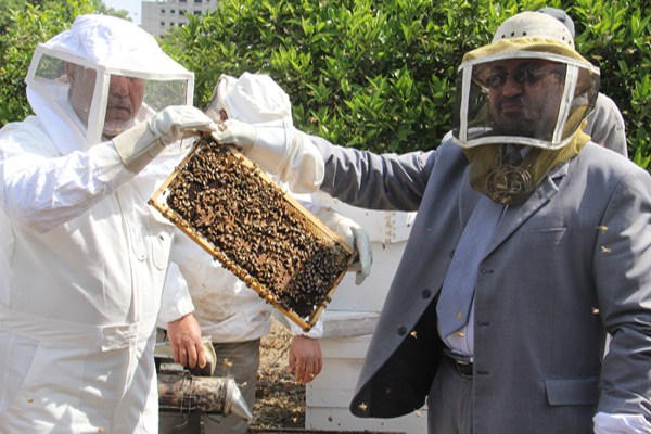  جني العسل في غزة 