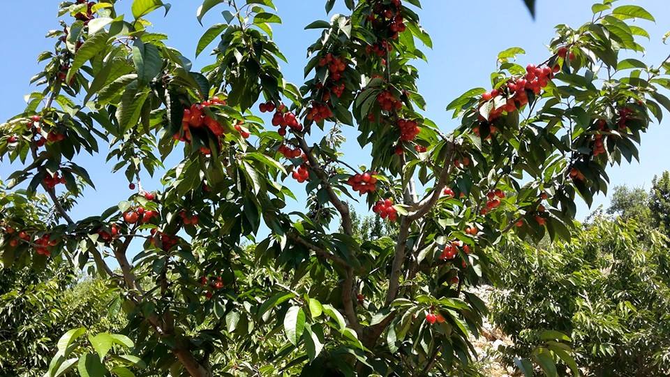 شجرة الكرز