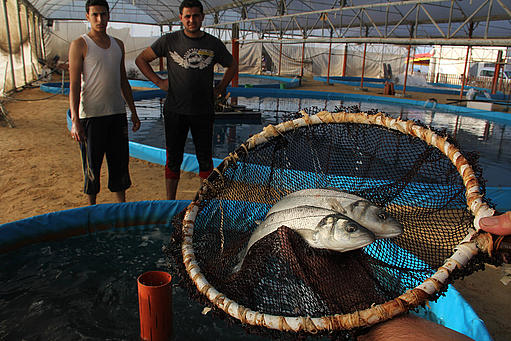 صورة من الارشيف