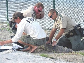 طول التمساح 9 أقدام و3 إنشات