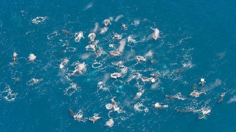 صورة للحوت الأحدب