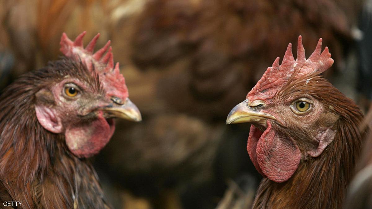 صورة "أرشيفية "