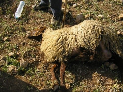 صورة "أرشيفية"