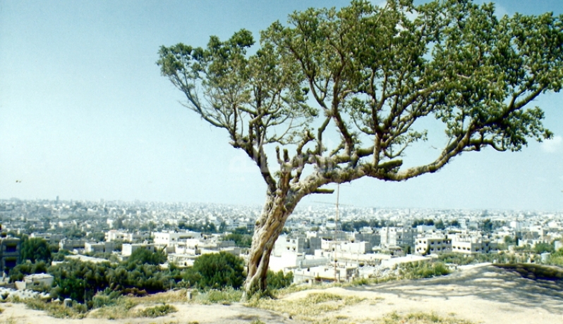 معلومات تروى لأول مرة عن غزة !