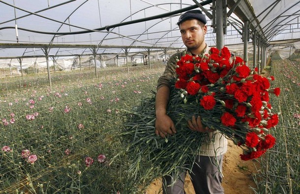 مزرعة ورود بغزة (الأرشيف)