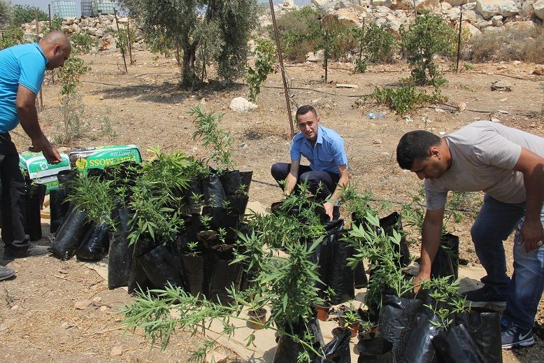 ضبط 250 شتلة ماريغوانا في رام الله