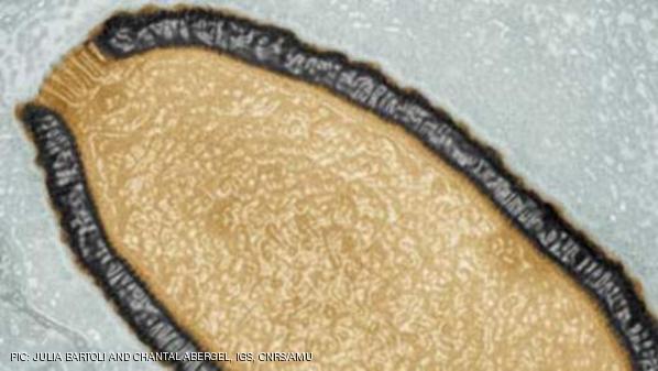 فيروس  "بيثوفيروس سيبريكوم" 