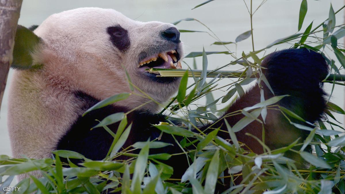 صورة "أرشيفية"