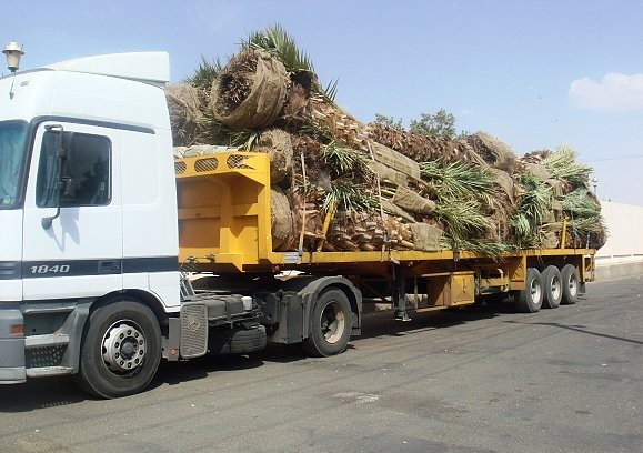 شاحنة تنقل النخيل (أرشيف)