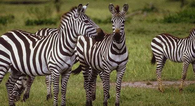  الحمار الوحشي(أرشيف)