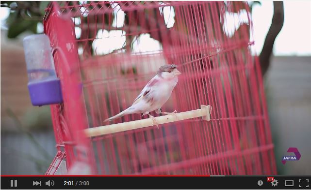 "القفص  يحصد المرتبة 2 بمهرجان الجزيرة للأفلام القصيرة