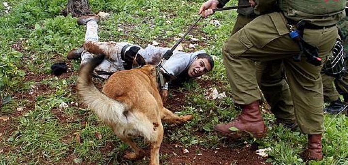 الاحتلال يعتدي على شاب فلسطيني بالضفة المحتلة