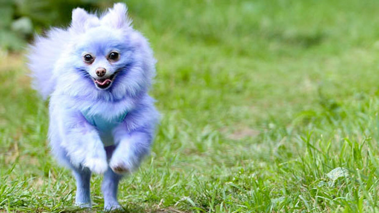 الكلب "هارفي مون" 