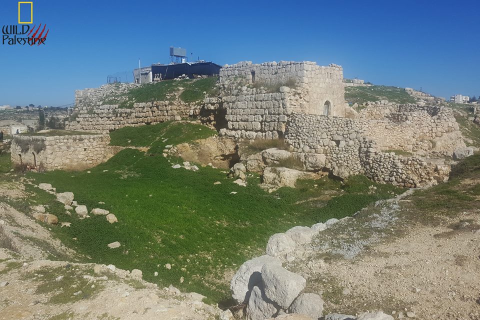 "العوانسة" يتجول "بالرسالة" في معقل صلاح الدين 