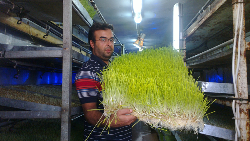 الشعير المستنبت