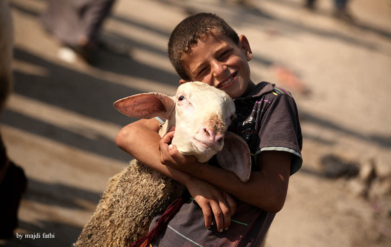 شراء الأضاحي-تصوير مجدي فتحي
