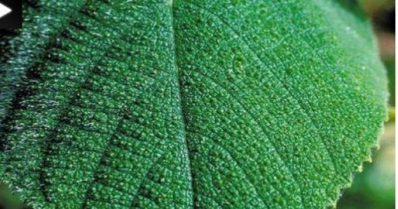 "نبتة" بأستراليا إذا لمستها فلا طريق لك إلا الانتحار!