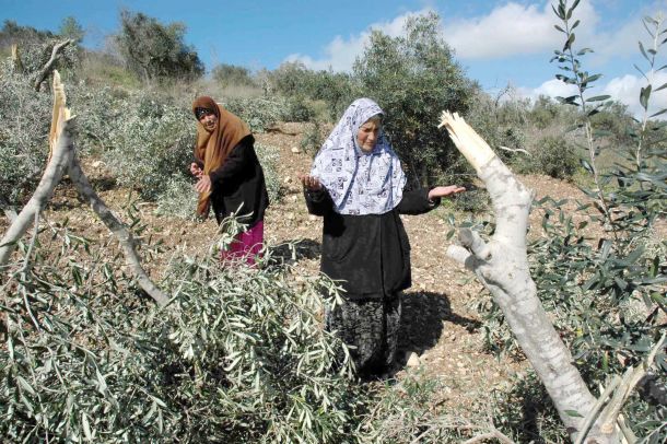 مستوطنون  يقلعون الزيتون بالضفة (أرشيف)