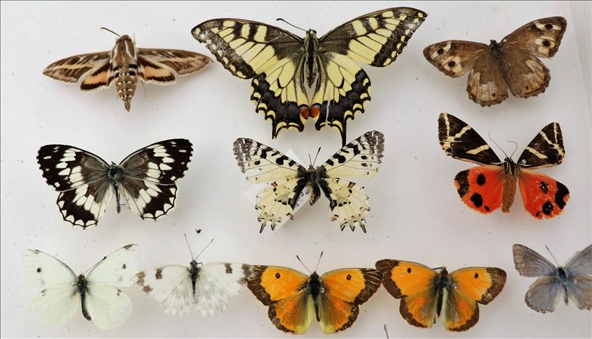 صورة من المتحف