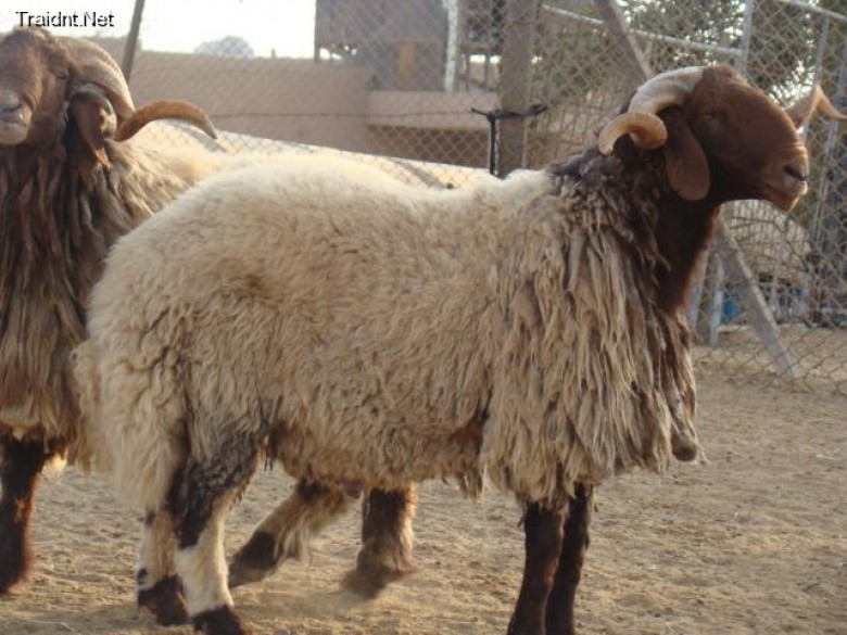 "الأونروا" توزع 896 خروفاً على 2,688 عائلة لاجئة في غزة