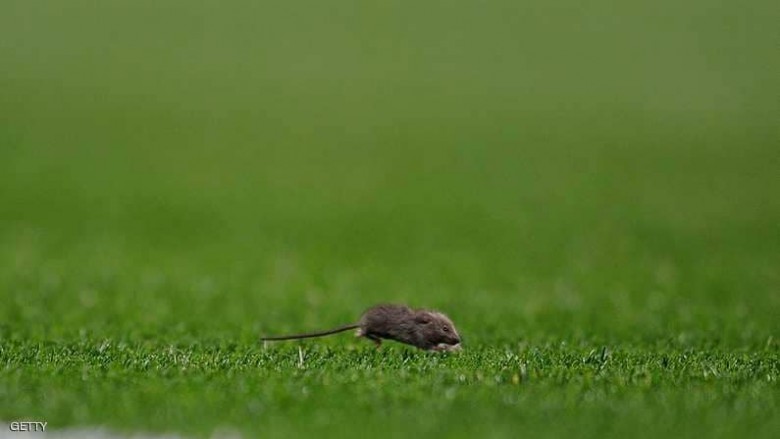 حملة "عسكرية" من أجل فئران