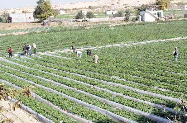 مزارعين في غزة (أرشيف)