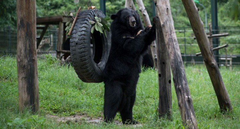 العثور على دب هارب داخل مقهى في ليتوانيا