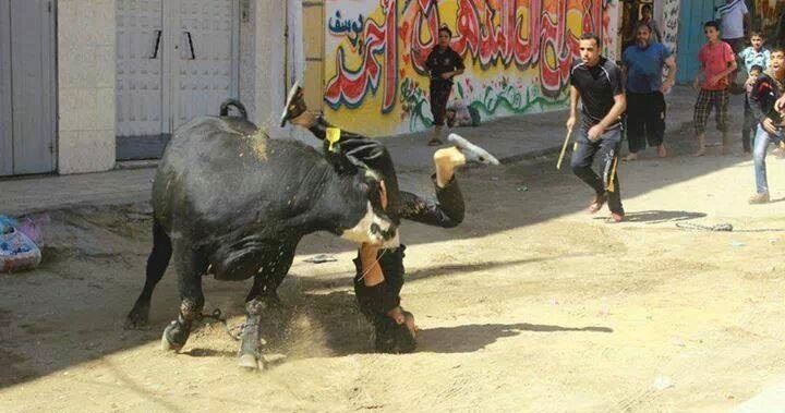 عجل يهاجم مواطن بغزة 