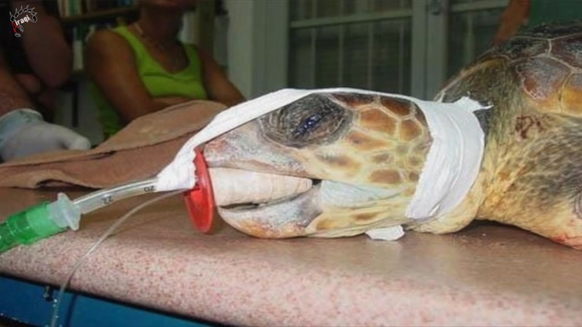 وفاة سلحفاة الملك فاروق "ثاني أكبر حيوان على وجه الأرض"