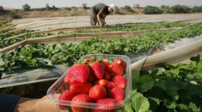 غزة تتفوق في إنتاج "الذهب الأحمر"