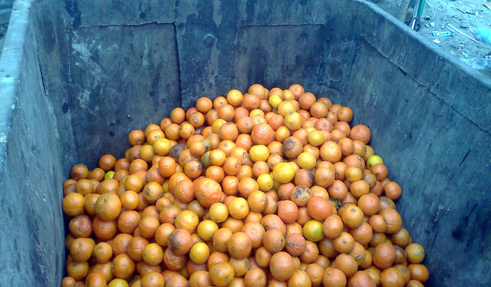 إتلاف نصف طن فواكه فاسدة برفح