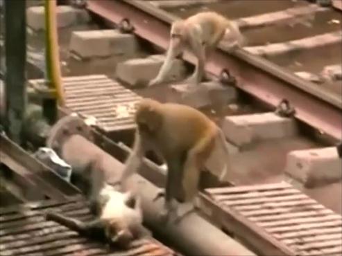 لحظة انقاذ القرد بعد الصعقة