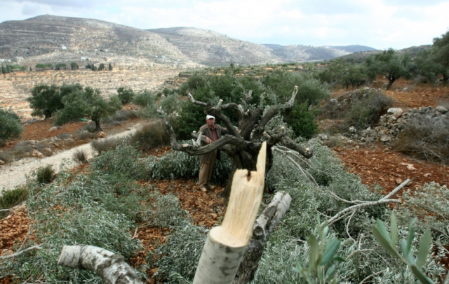 تجريف أراضي زراعية وتدمير أشجار برام الله "أرشيفية"