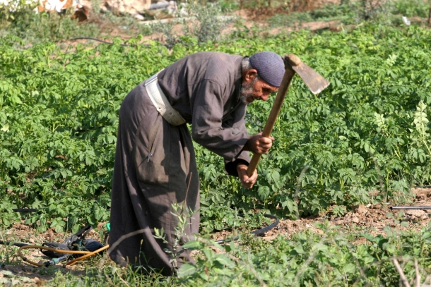 صورة من الارشيف