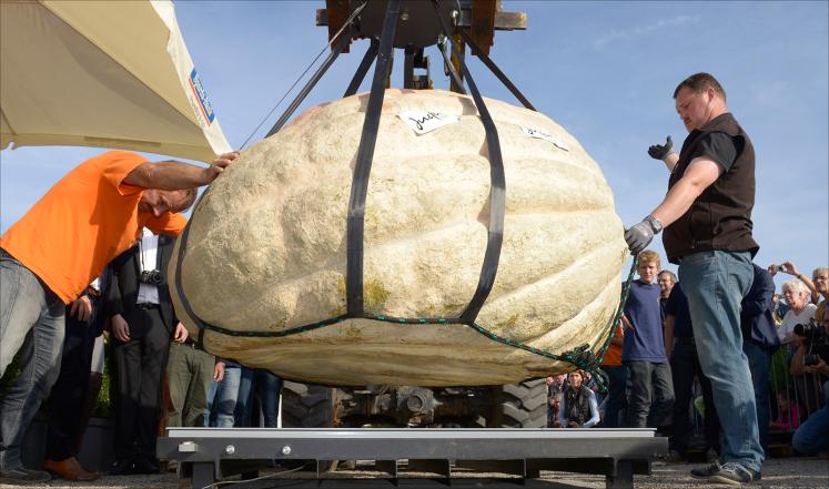 يبلغ محيطها 5.72 أمتار حُملت بواسطة جهاز رفع خاص