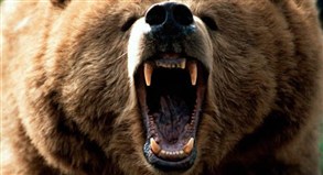 "لو كان الدب جائعاً فعلاً لقتلني فوراً"